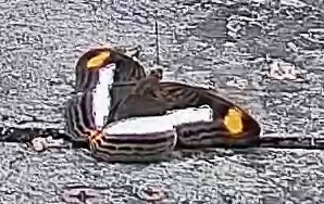 Pavon Emperor