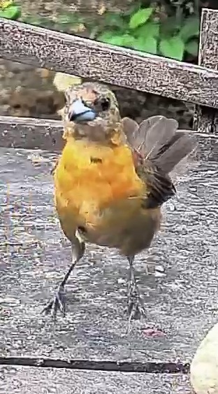 Flame-rumped Tanager