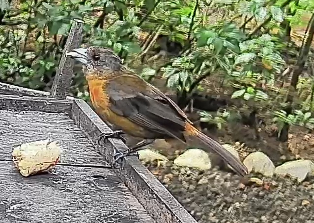 Passerini's tanager