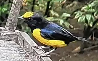 Spot-crowned Euphonia