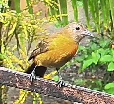 Passerini's tanager