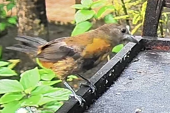 Passerini's tanager
