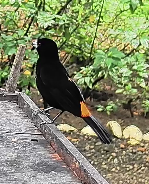 Flame-rumped Tanager