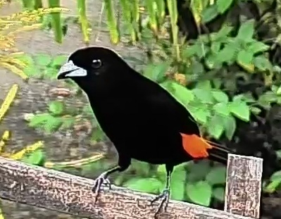 Passerini's tanager