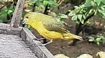 Thick-billed euphonia