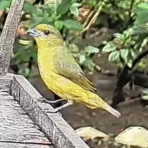 Thick-billed euphonia