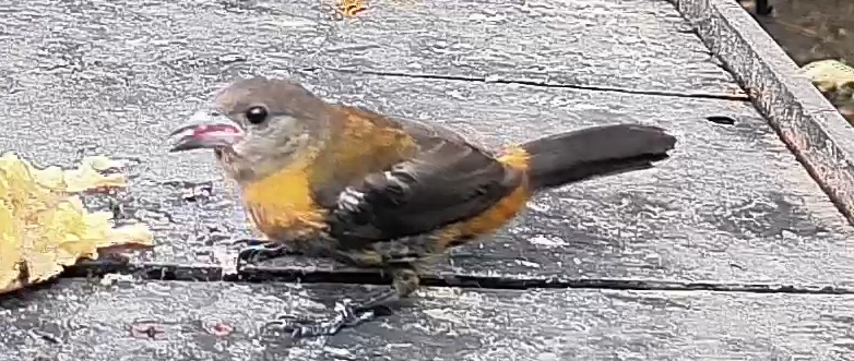 Passerini's tanager