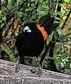 Passerini's tanager