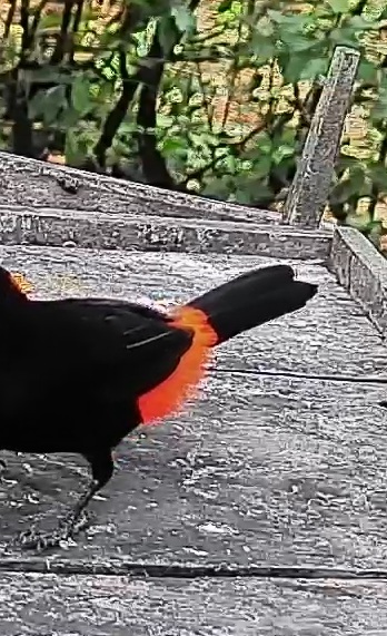 Passerini's tanager