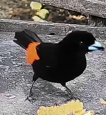Flame-rumped Tanager