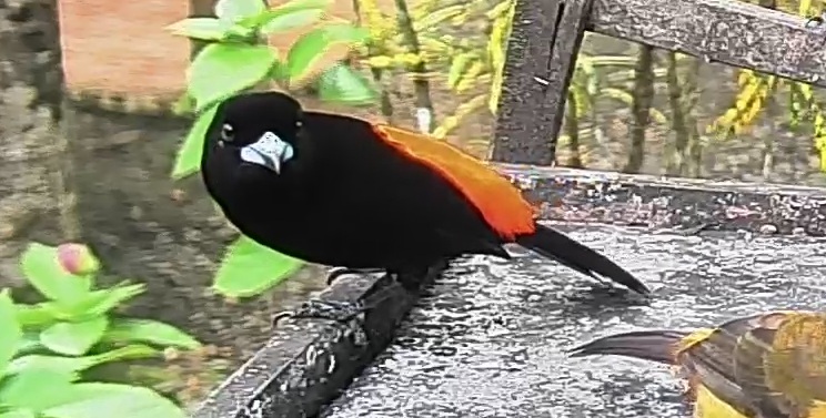 Passerini's tanager