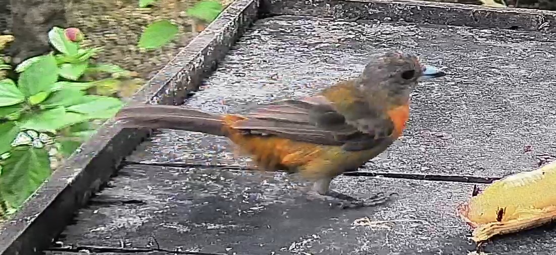 Passerini's tanager