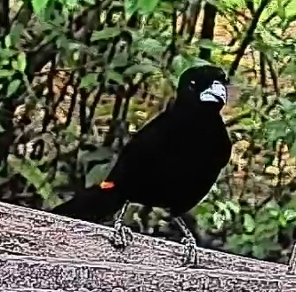 Flame-rumped Tanager