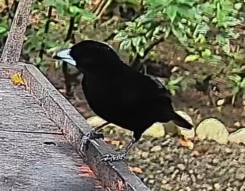 Flame-rumped Tanager