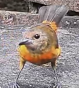 Passerini's tanager