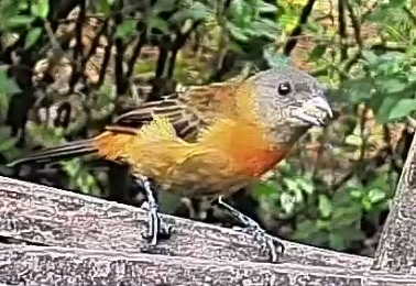 Passerini's tanager