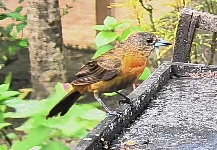 Passerini's tanager