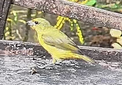 Thick-billed euphonia