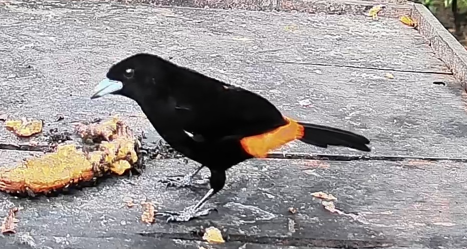 Flame-rumped Tanager