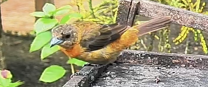 Passerini's tanager