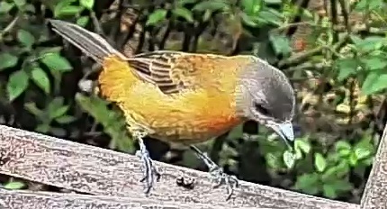 Passerini's tanager