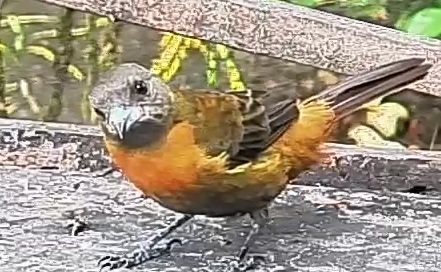 Passerini's tanager