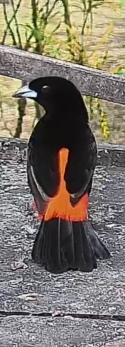 Flame-rumped Tanager