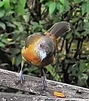 Passerini's tanager