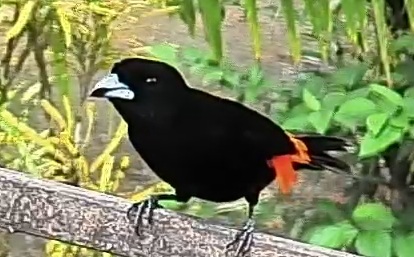 Flame-rumped Tanager