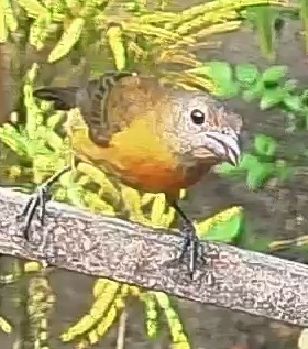 Passerini's tanager
