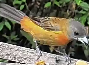 Passerini's tanager