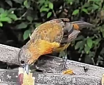 Passerini's tanager