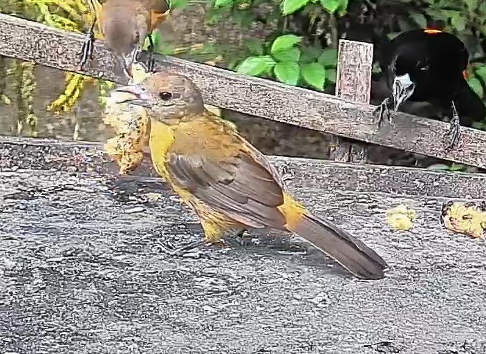Passerini's tanager