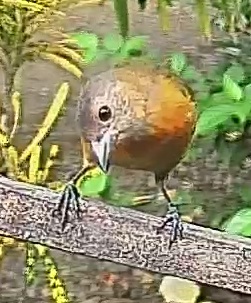 Passerini's tanager