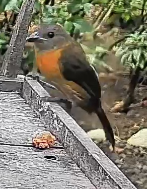 Passerini's tanager