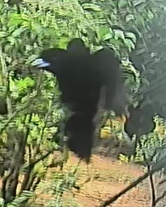 Passerini's tanager