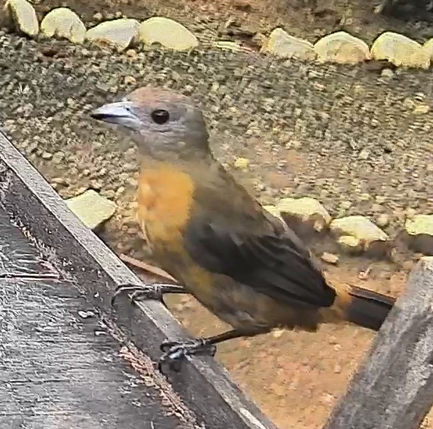 Passerini's tanager