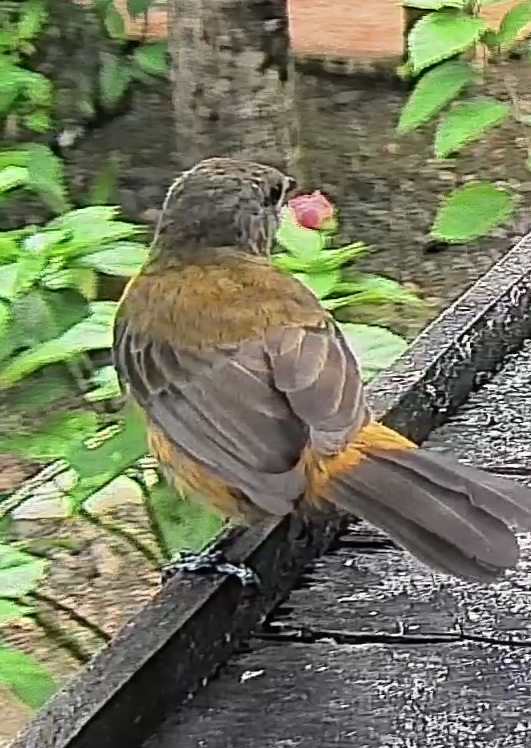 Passerini's tanager