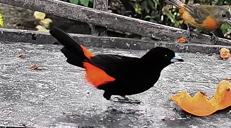 Passerini's tanager