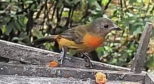 Passerini's tanager