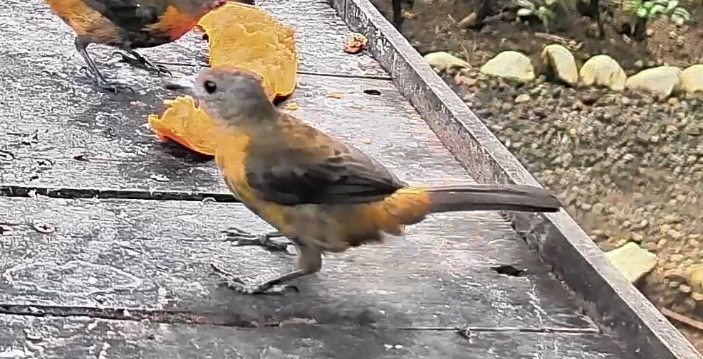 Passerini's tanager