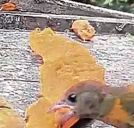 Passerini's tanager