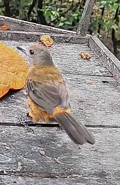 Passerini's tanager