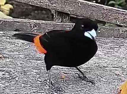 Flame-rumped Tanager