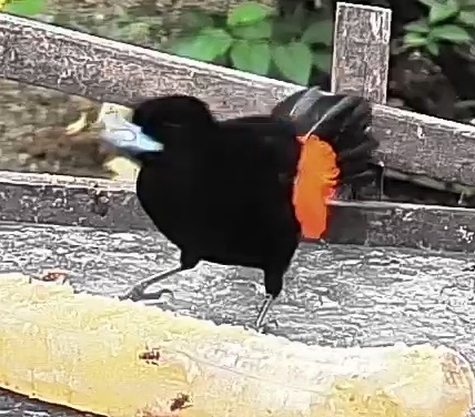 Flame-rumped Tanager