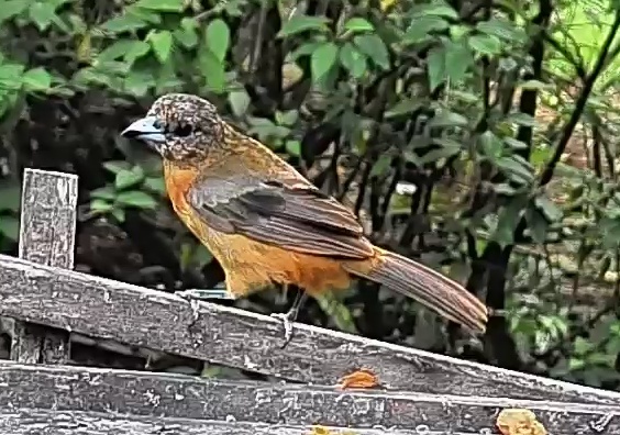 Passerini's tanager