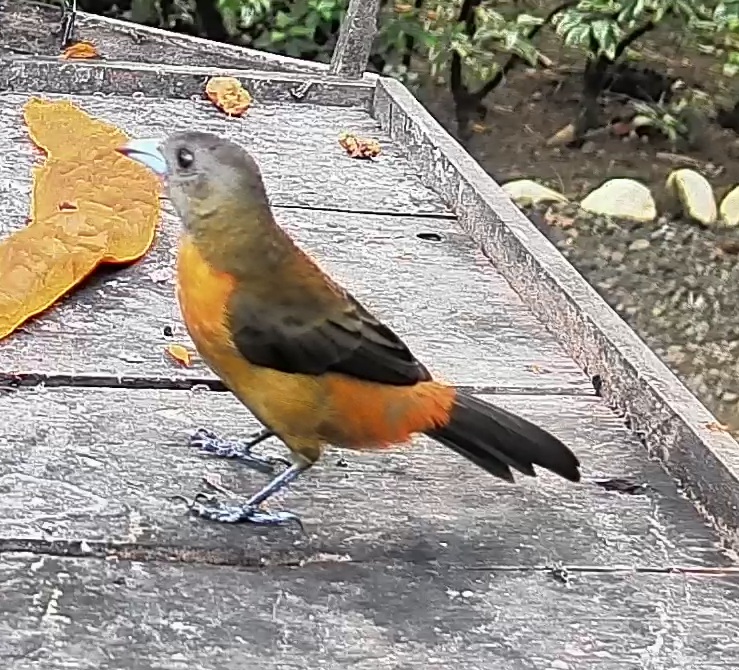 Passerini's tanager