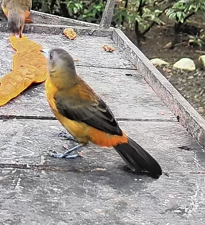 Passerini's tanager