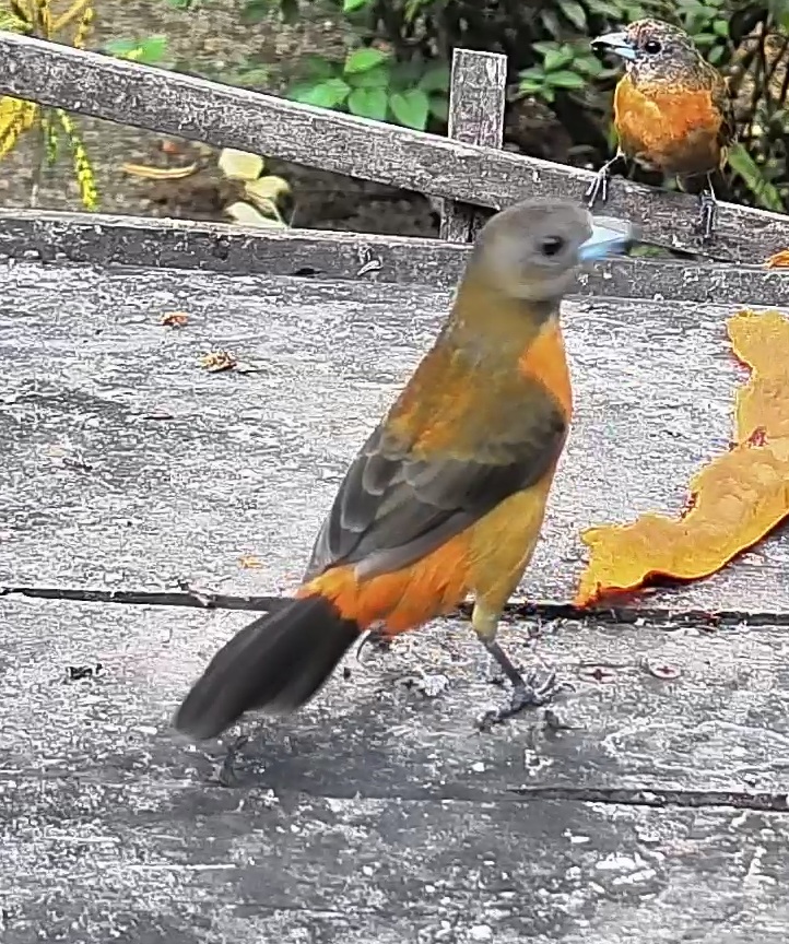Passerini's tanager