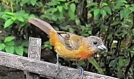 Passerini's tanager